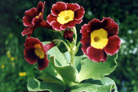 Primula auricula hybrids (7)